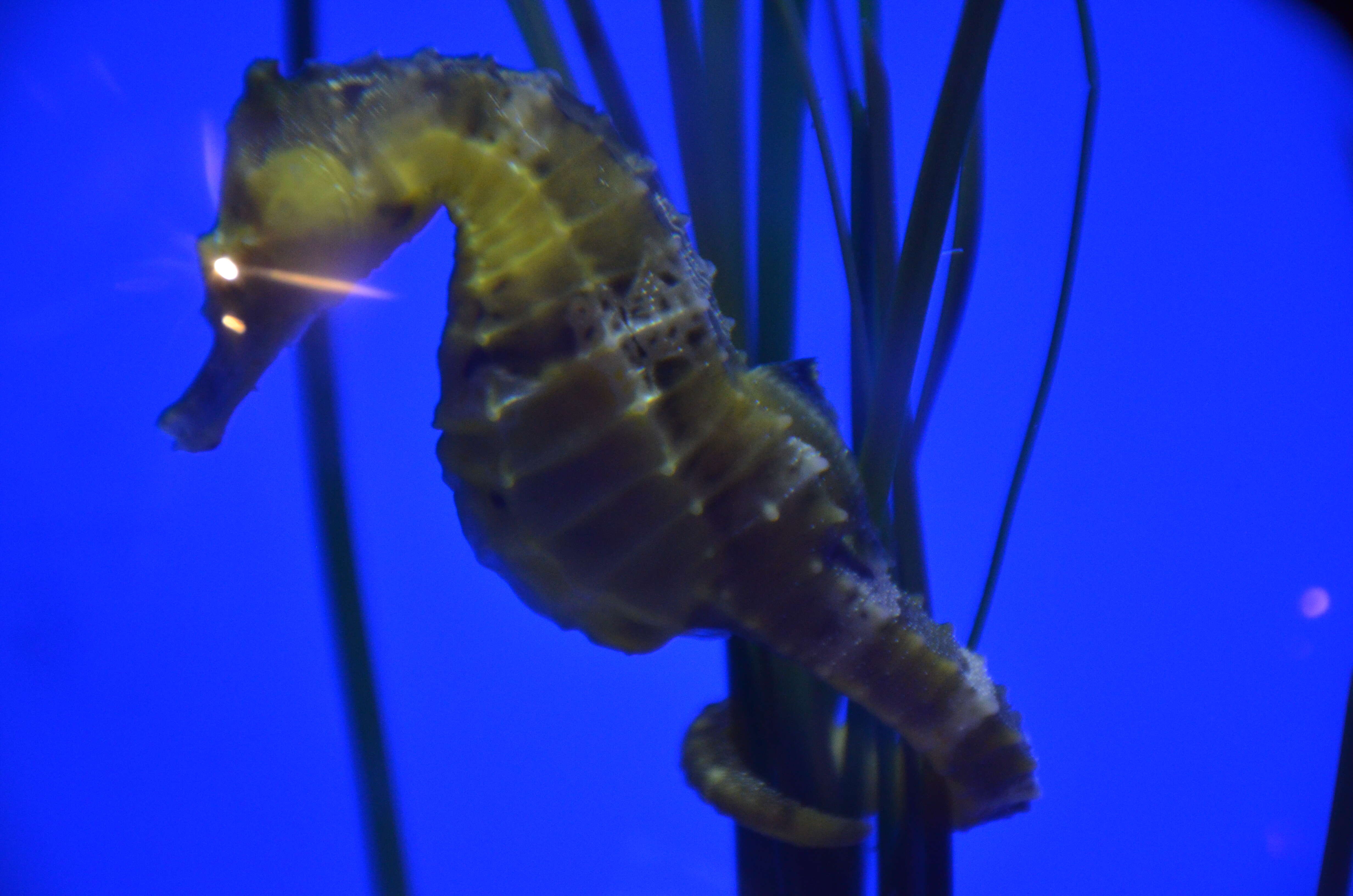 Image of Giant Seahorse