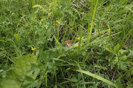 Coenonympha arcania Linnaeus 1761的圖片