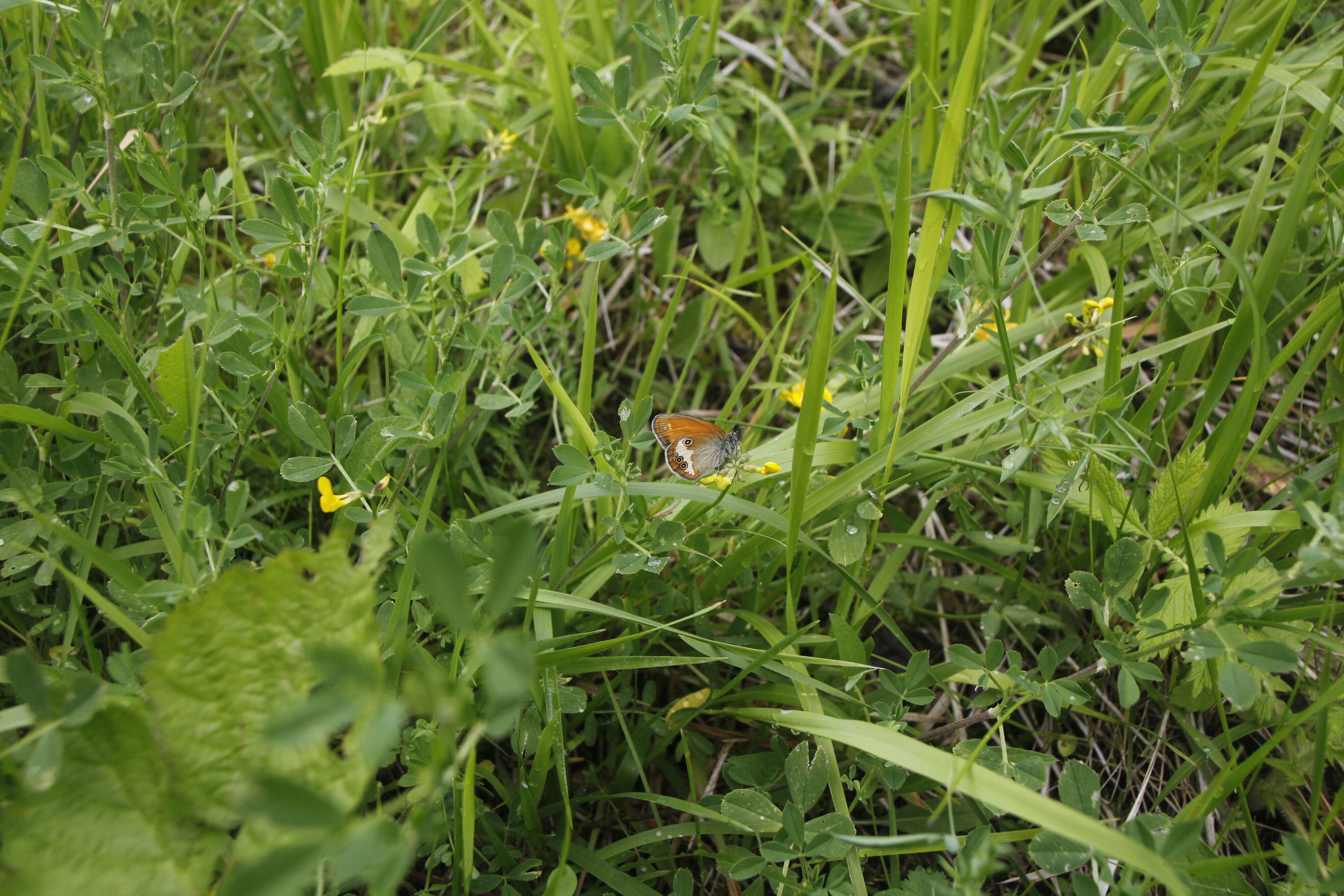 Coenonympha arcania Linnaeus 1761的圖片