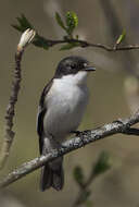 Image of European Pied Flycatcher