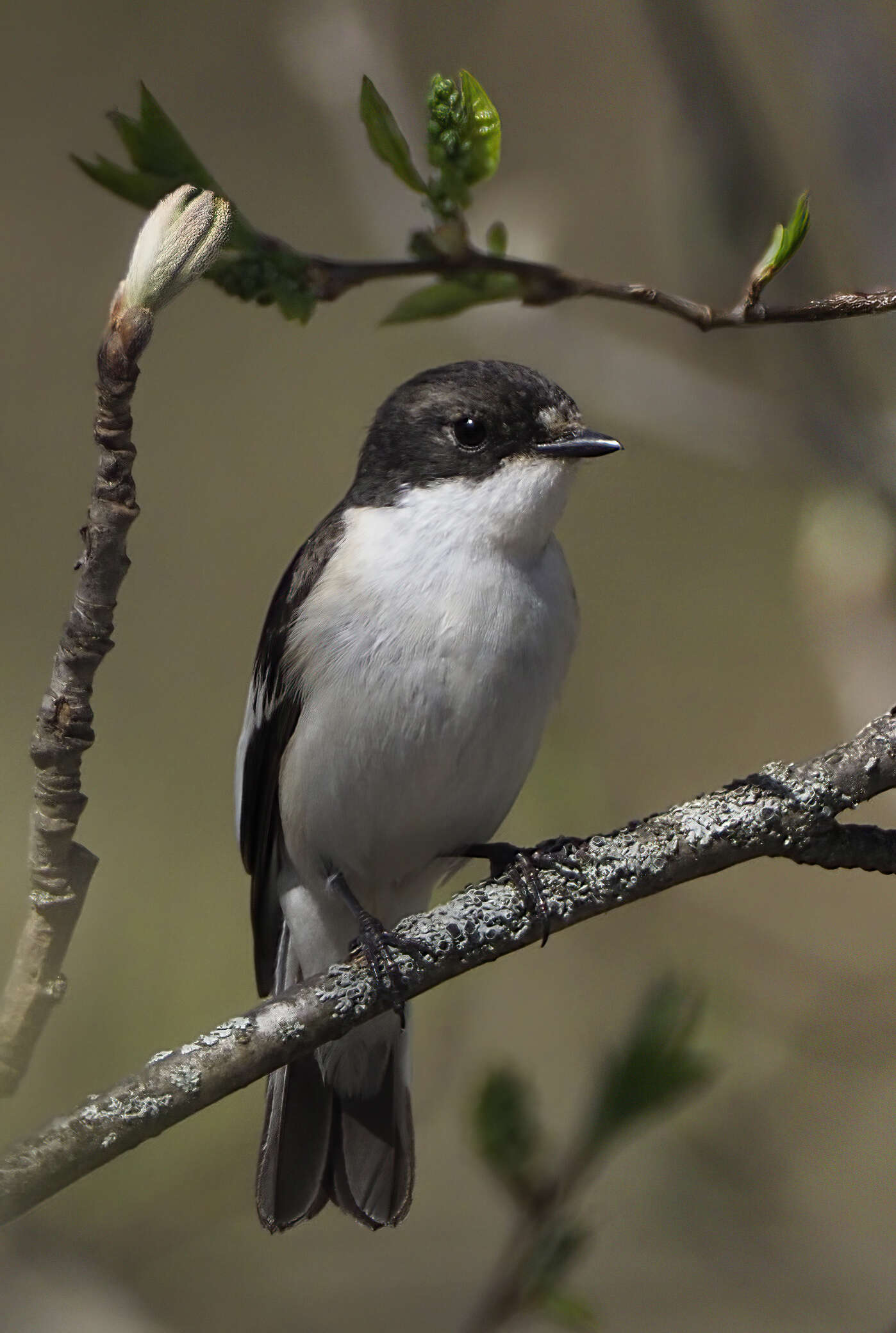 Image of European Pied Flycatcher