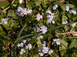 Image of true forget-me-not