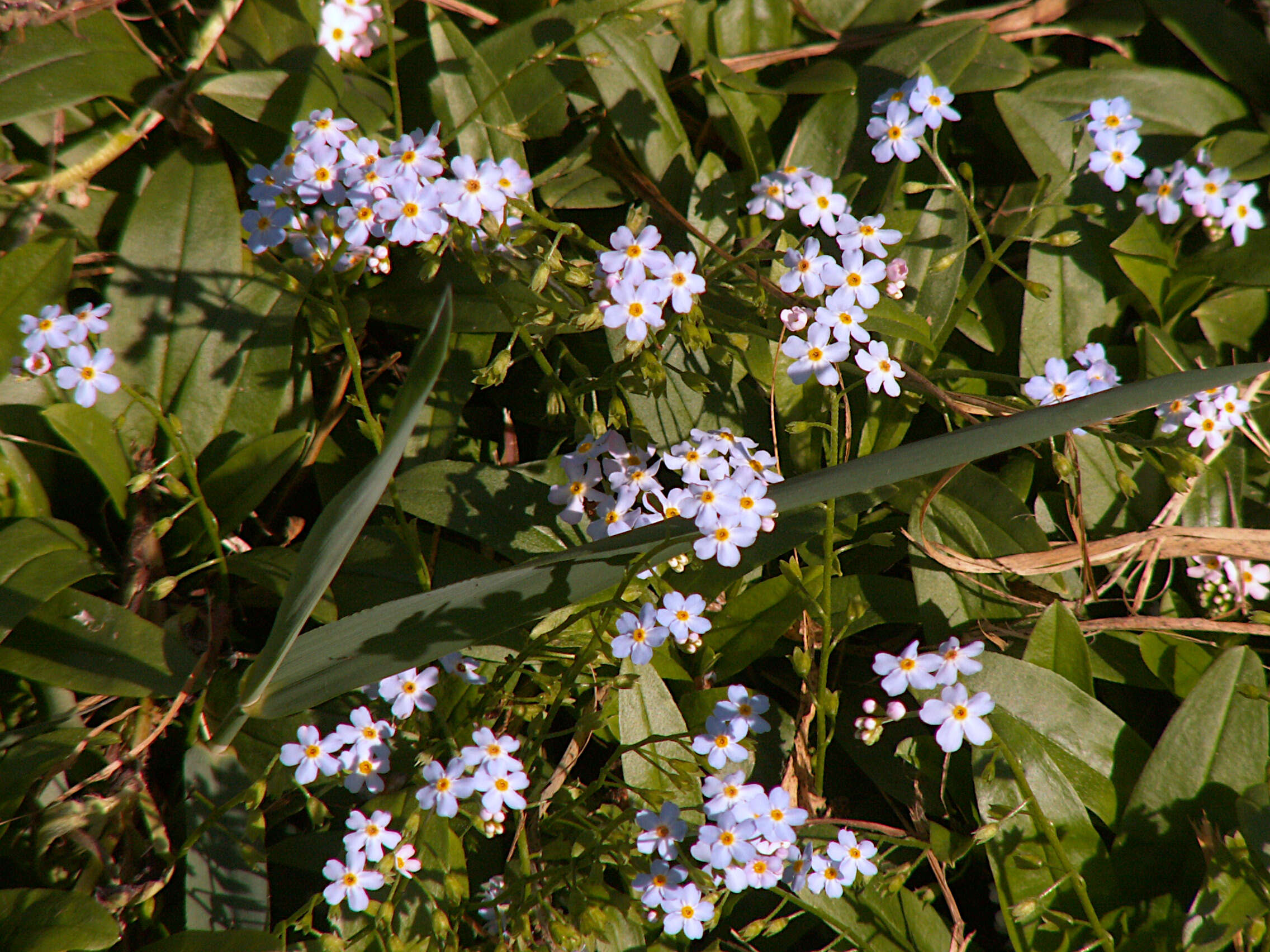 Image of true forget-me-not