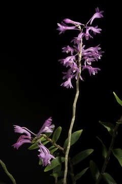 Sivun Dendrobium hasseltii (Blume) Lindl. kuva