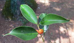 Imagem de Ficus benjamina L.