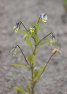 Слика од Viola arvensis Murray