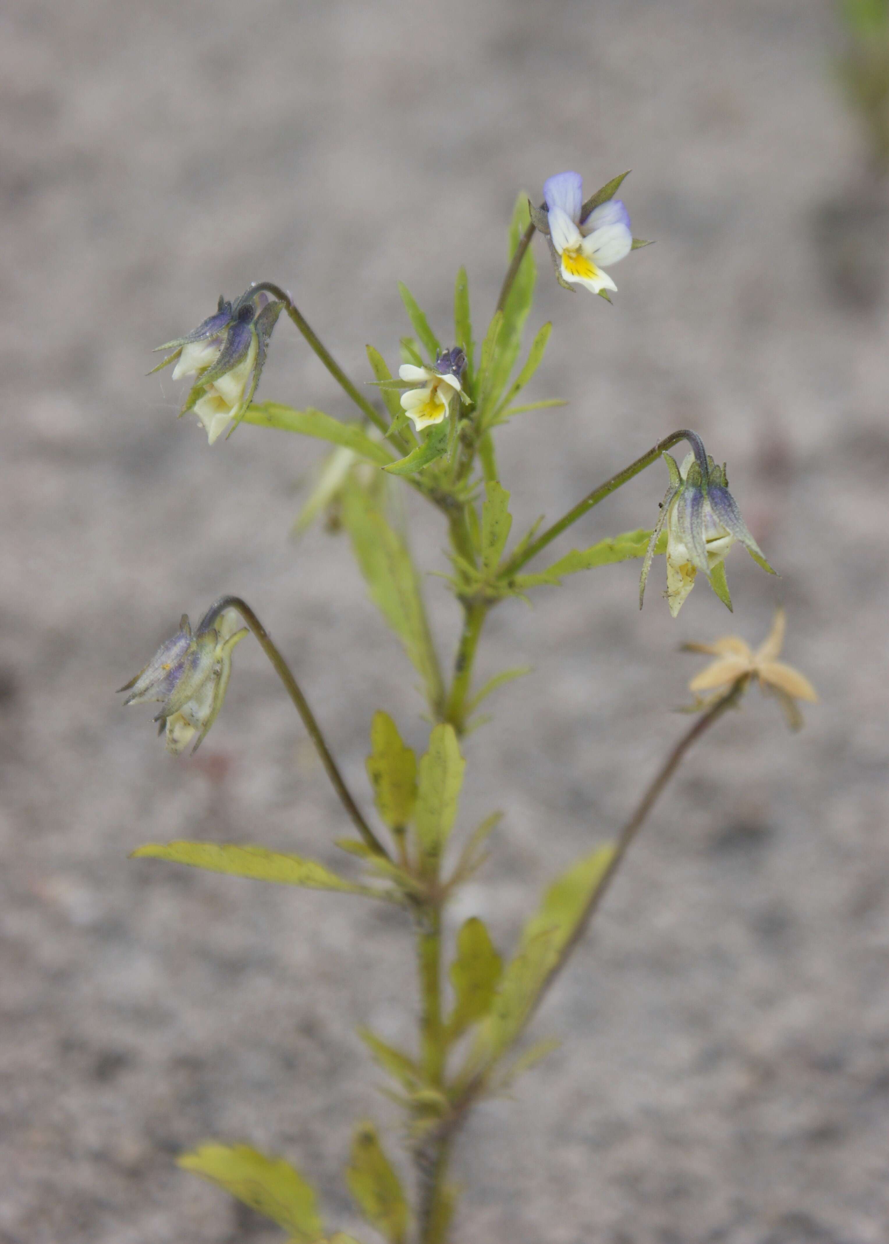 Слика од Viola arvensis Murray