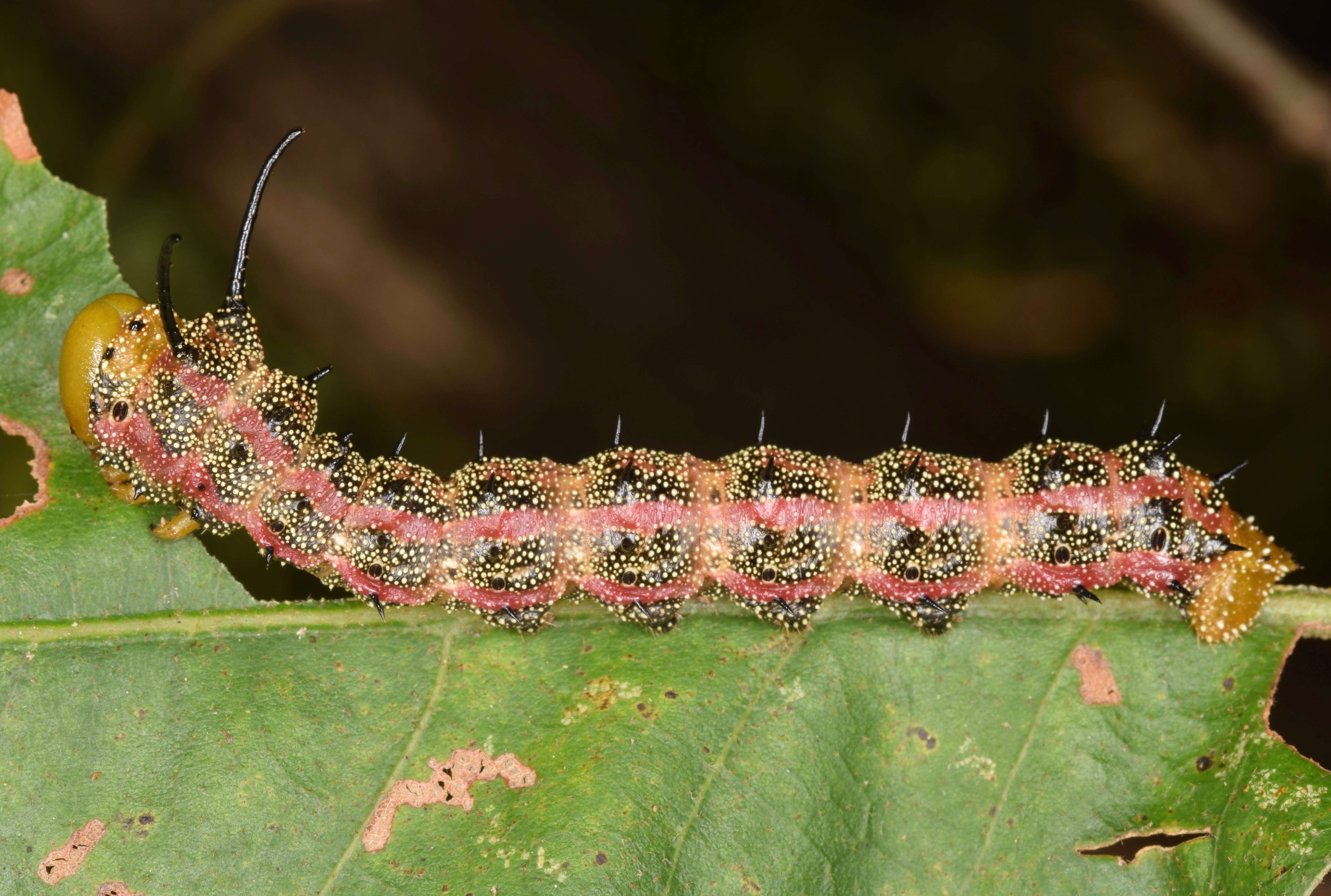 Image of Pink-striped Oakworm