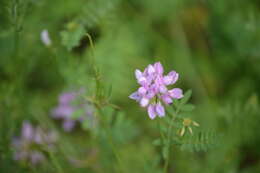 Image of crown vetch