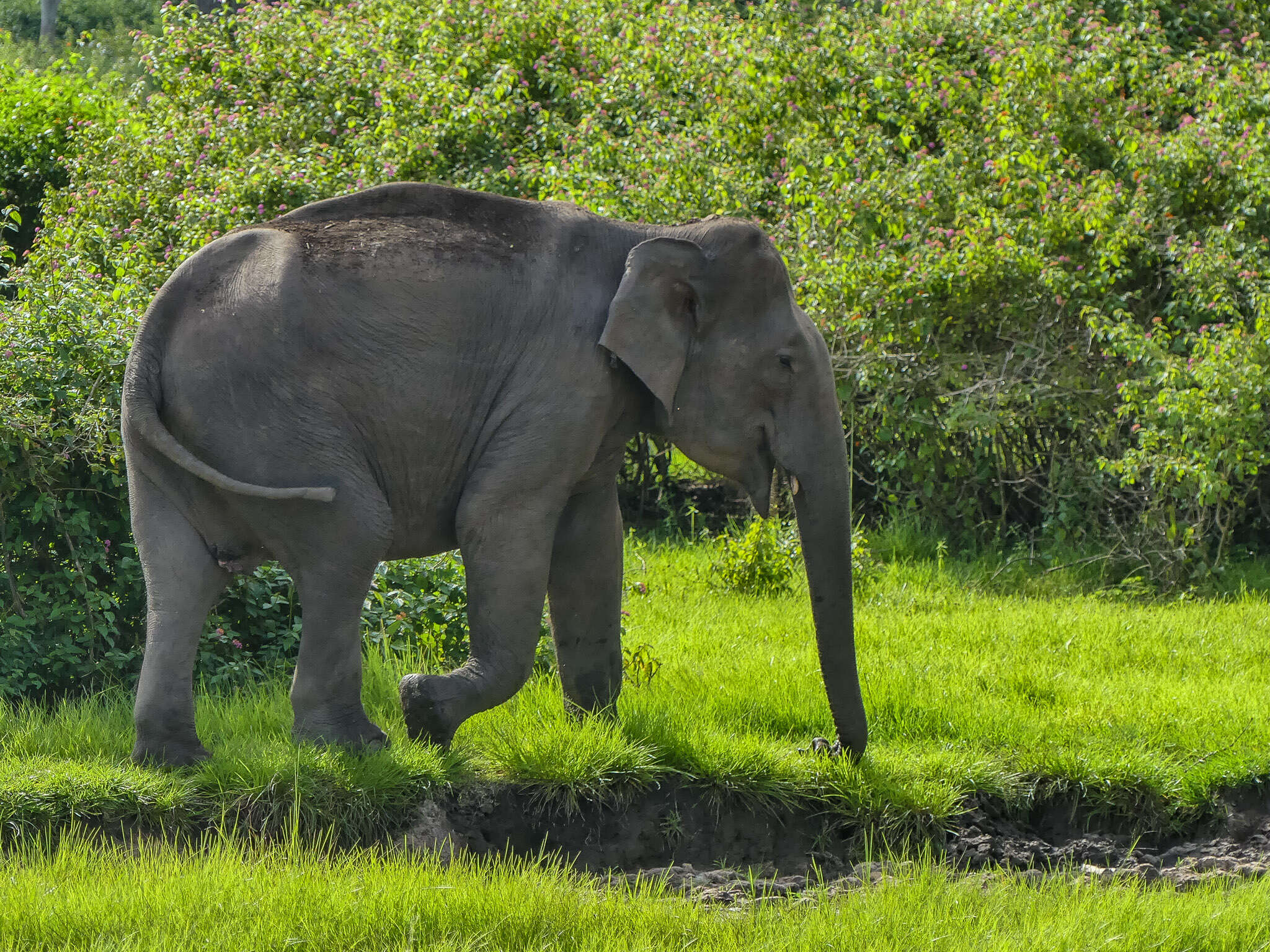 Image of Elephas Linnaeus 1758