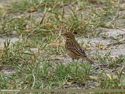 Image of Tree Pipit