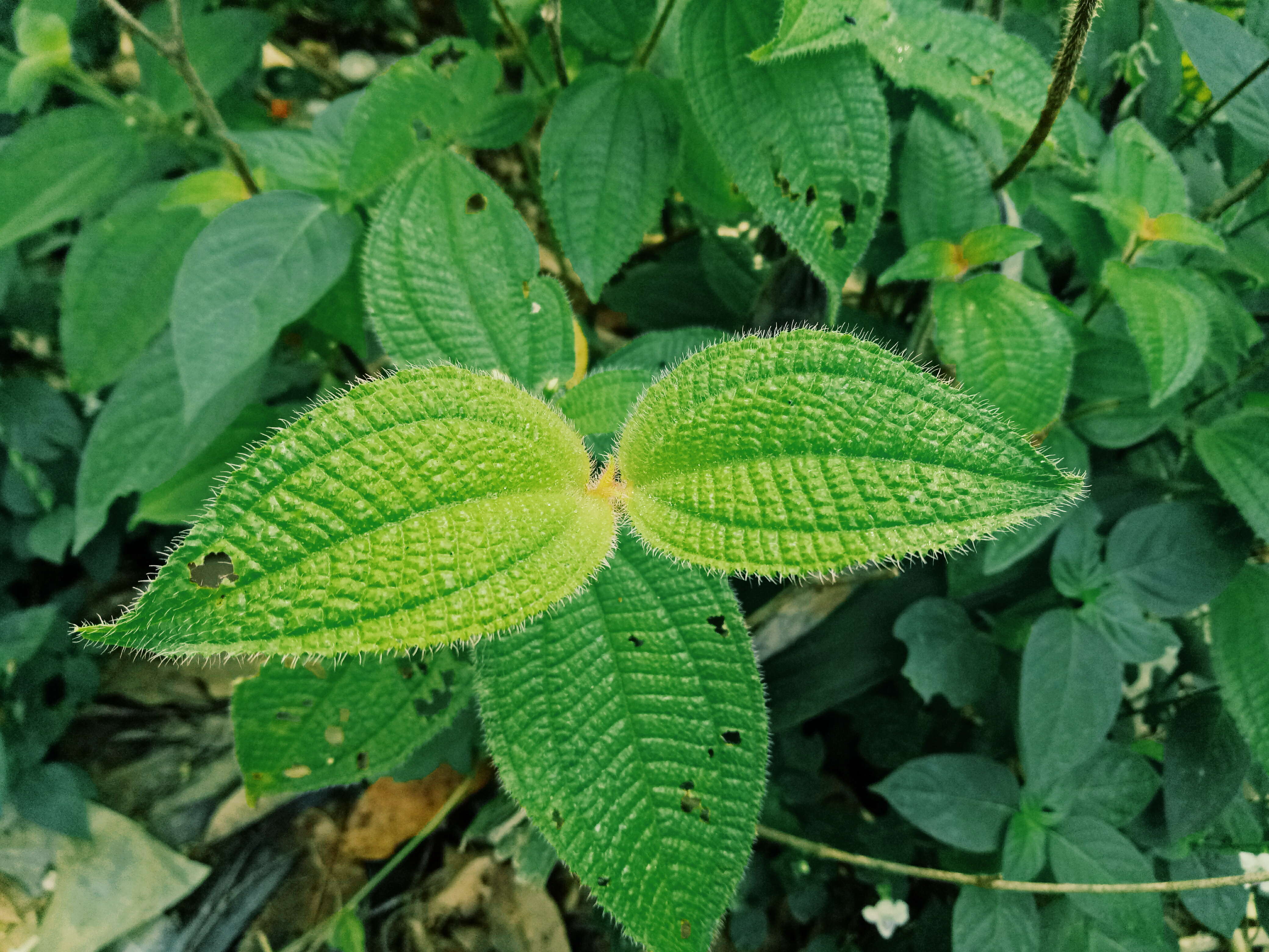 Image of soapbush