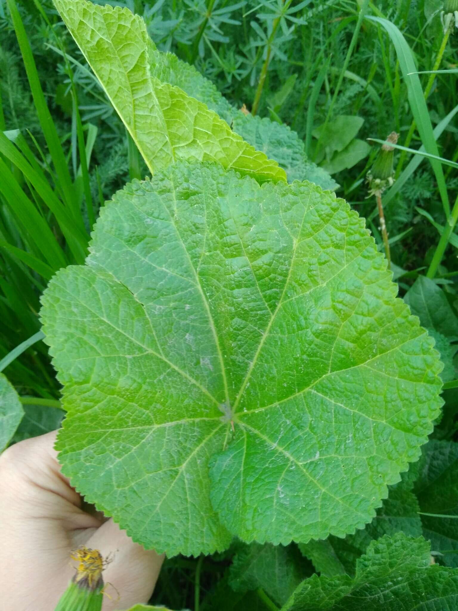 Image of hollyhock