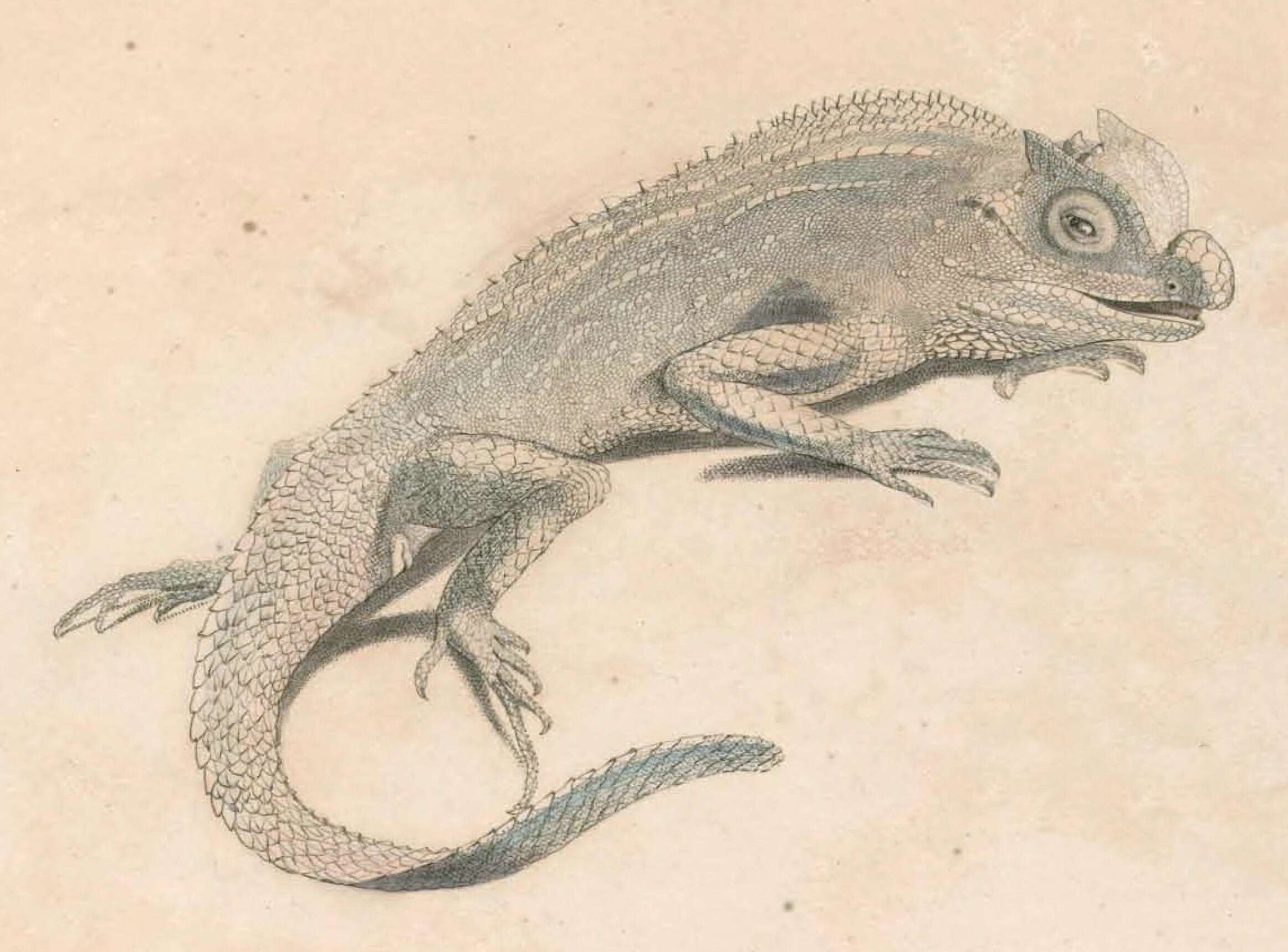 Image of Lyriocephalus