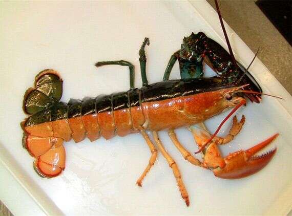 Image of lobster