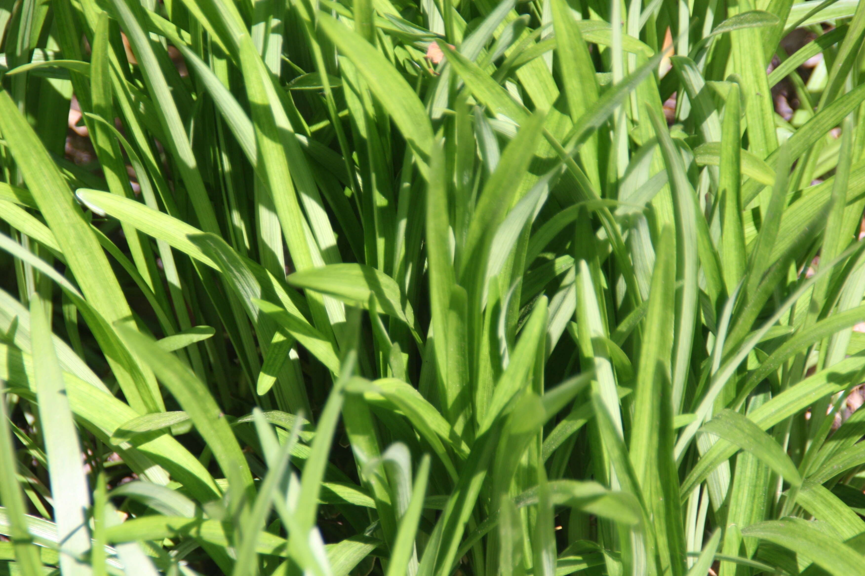 Image of Big blue lilyturf'