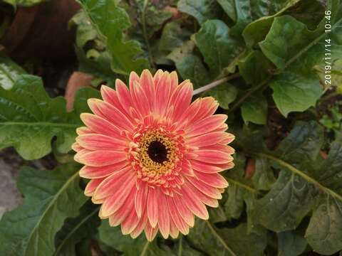 Image of Barberton daisy