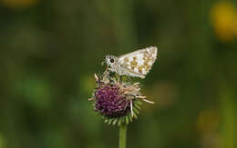 Image of large grizzled skipper