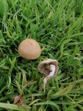 Image of common agrocybe