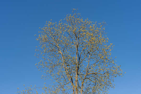 Image of goat willow