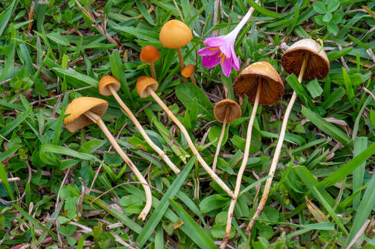 Imagem de Conocybe tenera (Schaeff.) Fayod 1889