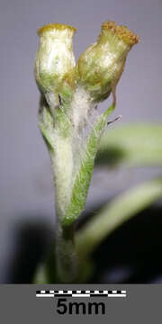 Image of Jersey cudweed