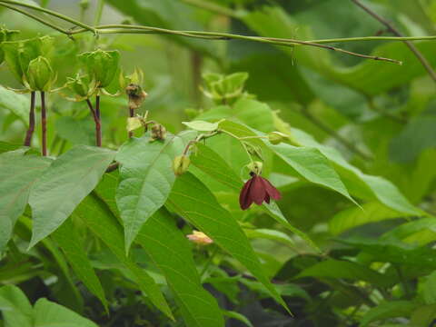 Image of Theobromateae