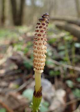 Image of Shady Horsetail