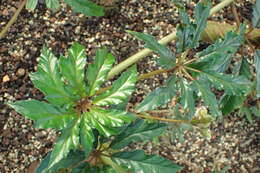 Image of Begonia carolineifolia Regel