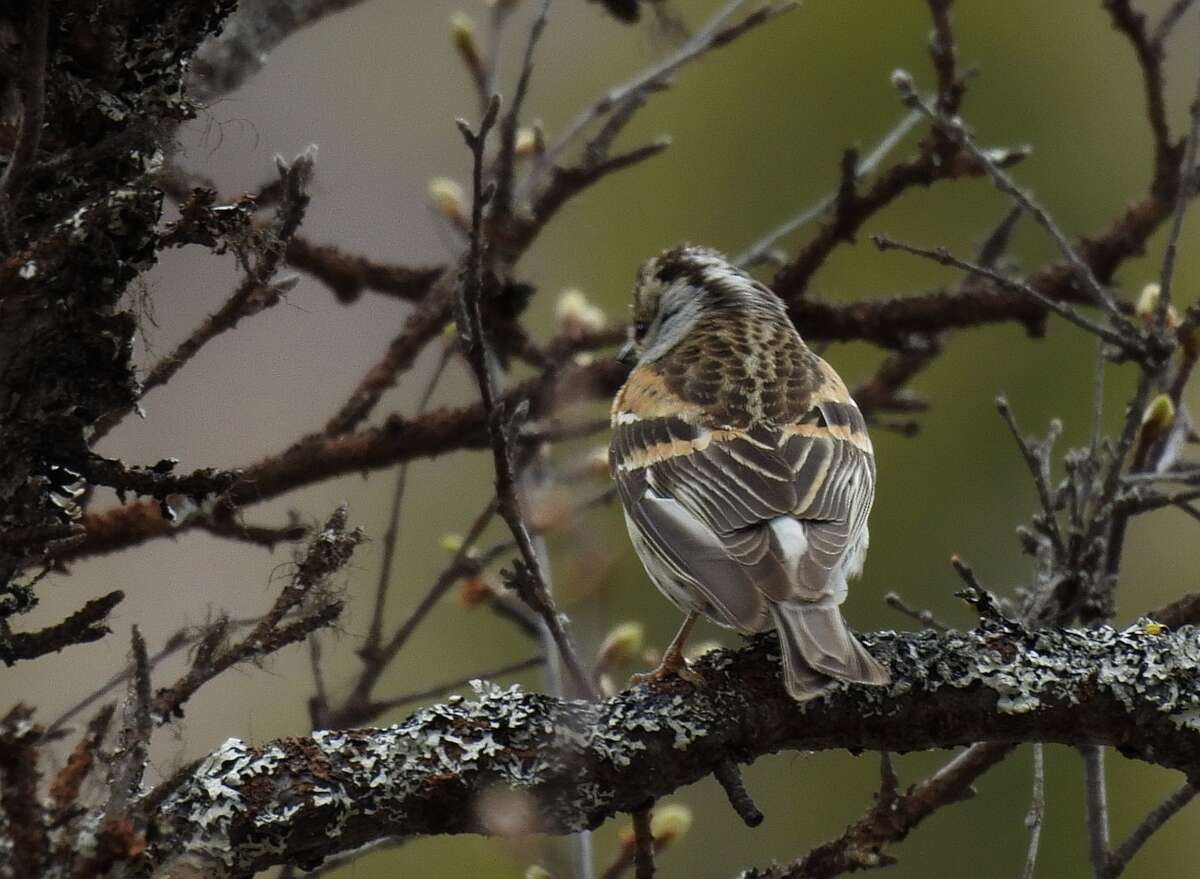 Imagem de Fringilla montifringilla Linnaeus 1758