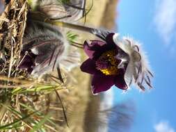 Image of Small Pasque Flower