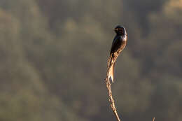 Image de Drongo bronzé