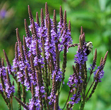 Image of swamp verbena