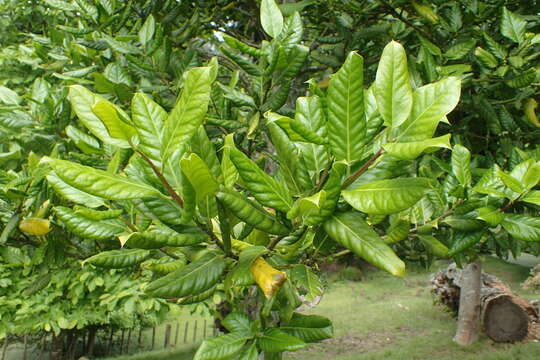 Ilex perado Soland. ex Ait. resmi