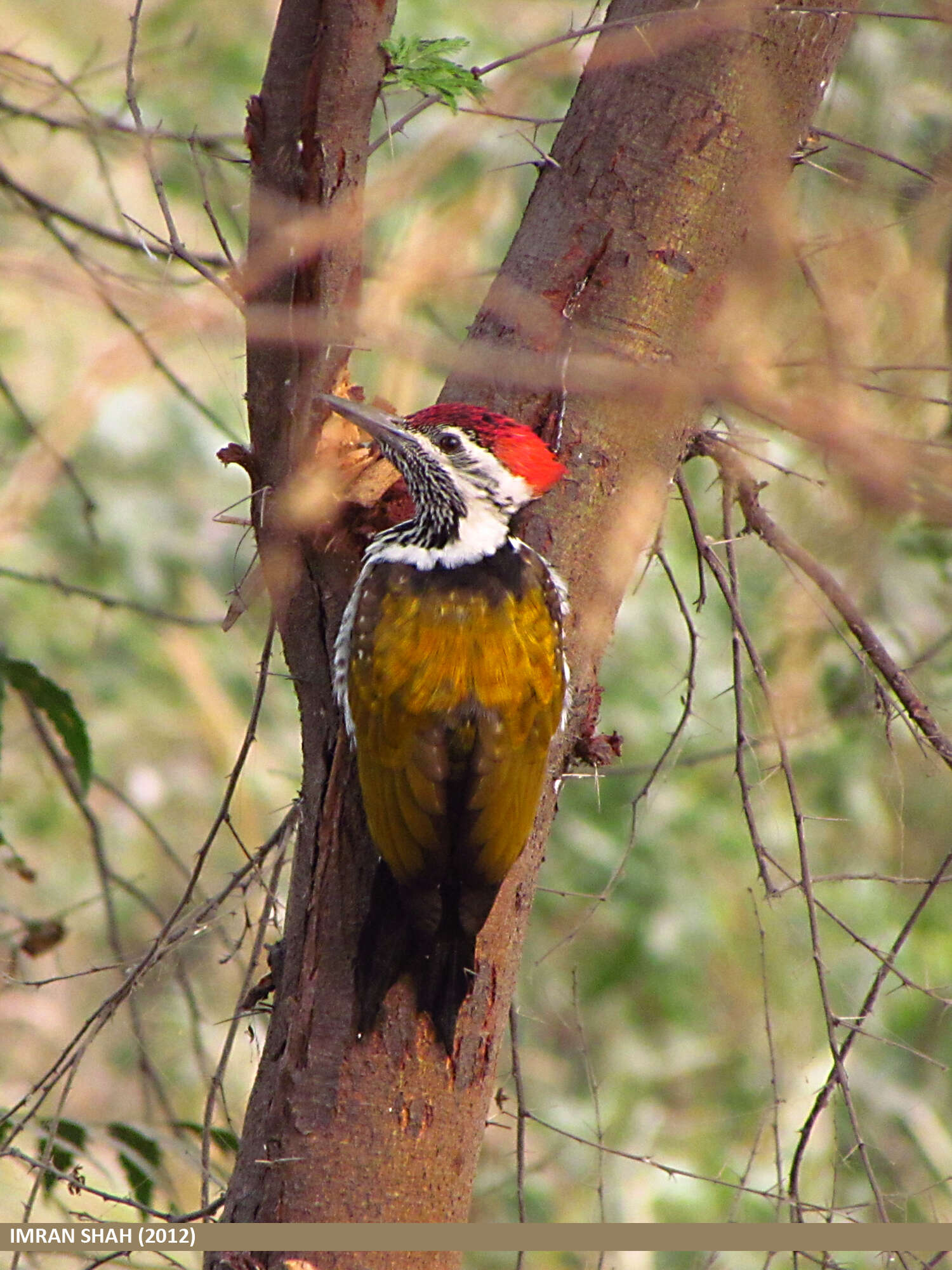 Image of Black-rumped Flameback