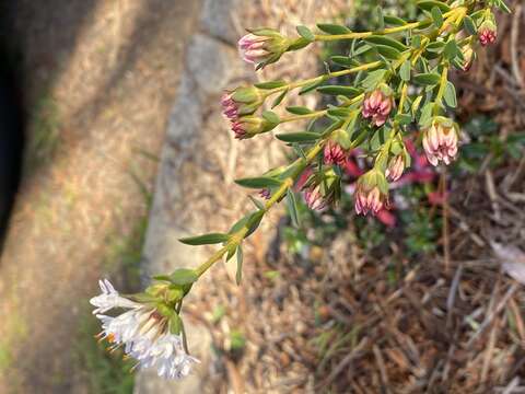 Image of Pimelea ciliata B. L. Rye