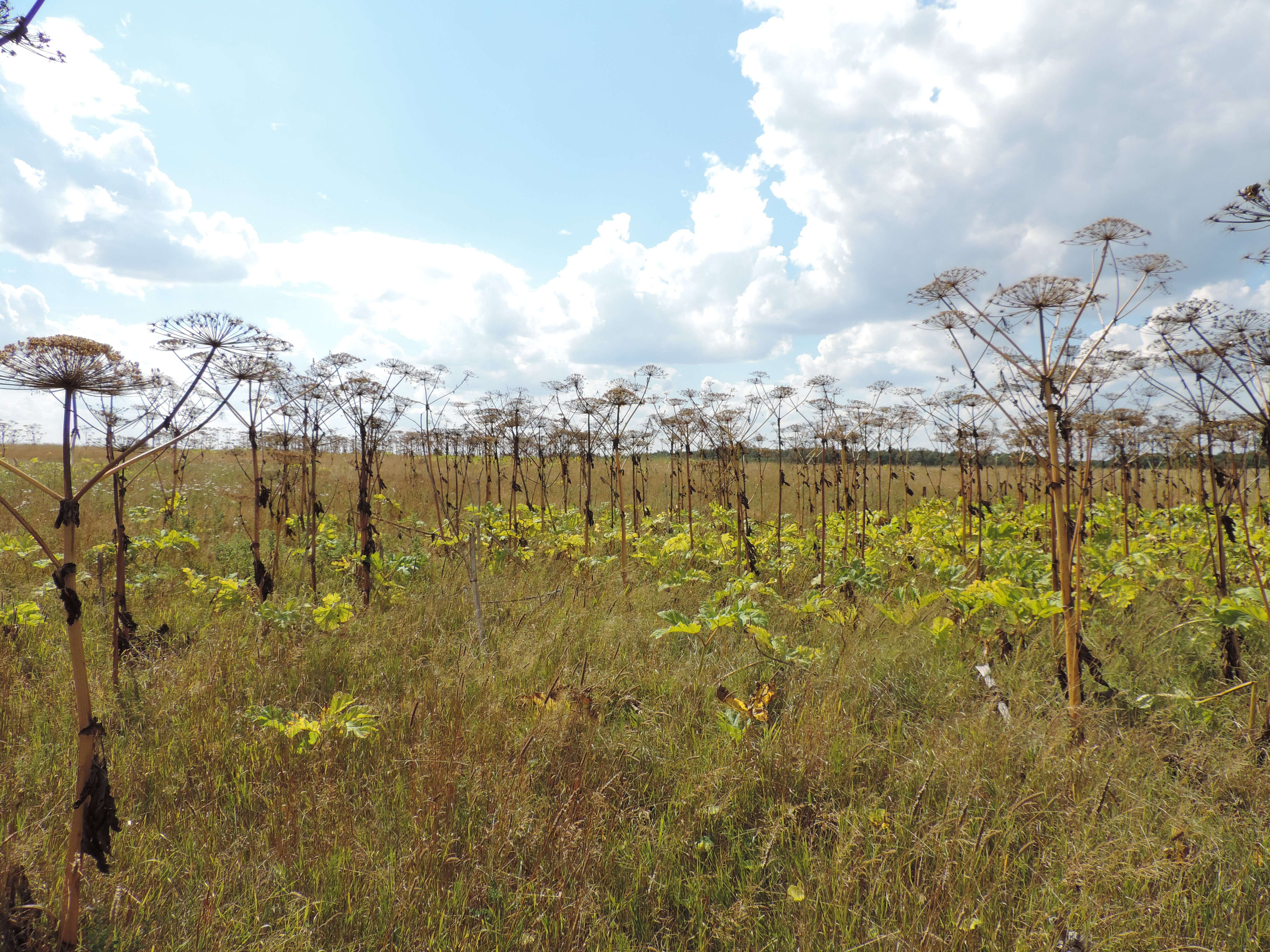 Imagem de Heracleum sosnowskyi Manden.