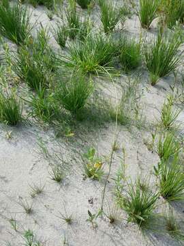 Image of Scirpus radicans Schkuhr