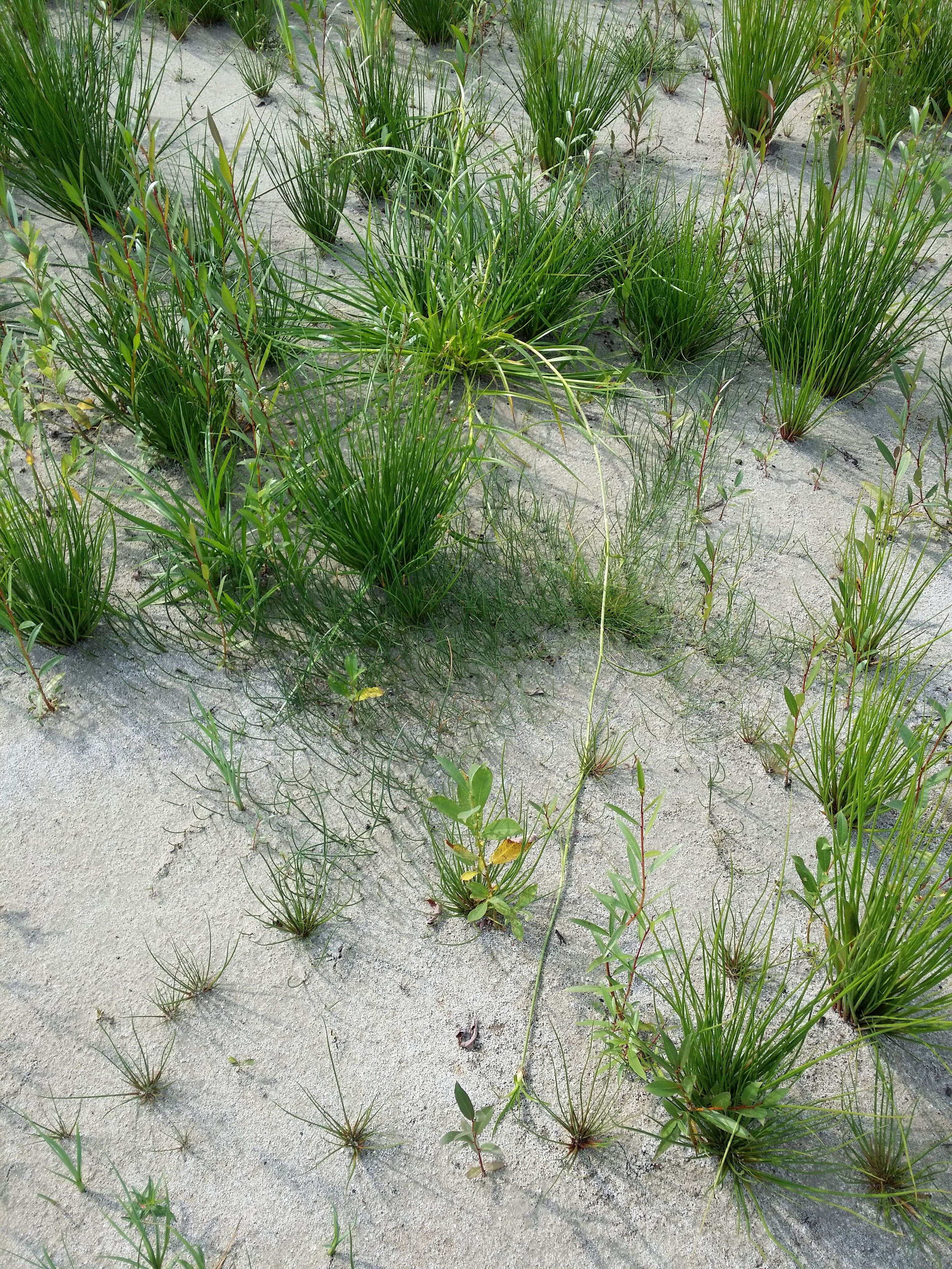 Image of Scirpus radicans Schkuhr