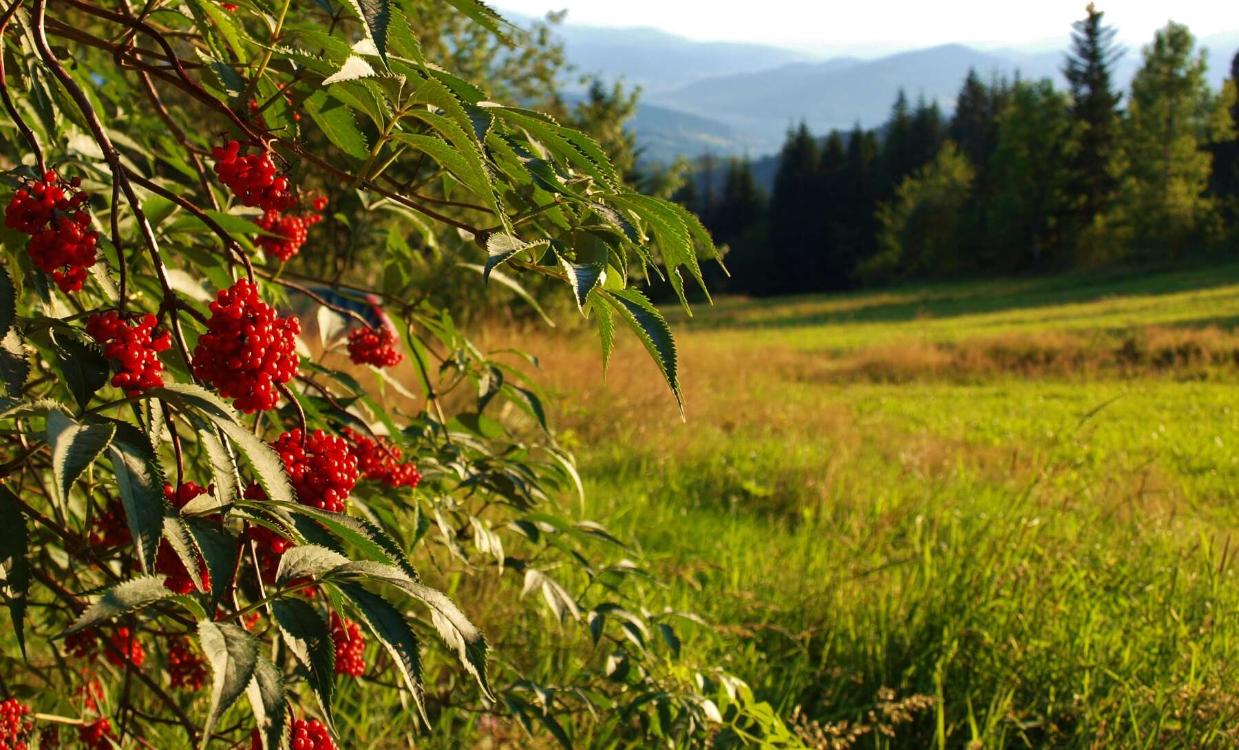 Imagem de Sambucus racemosa L.