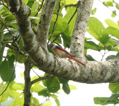 Image of Rosy Minivet