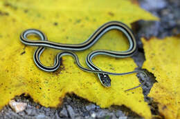 Image of Thamnophis saurita saurita (Linnaeus 1766)