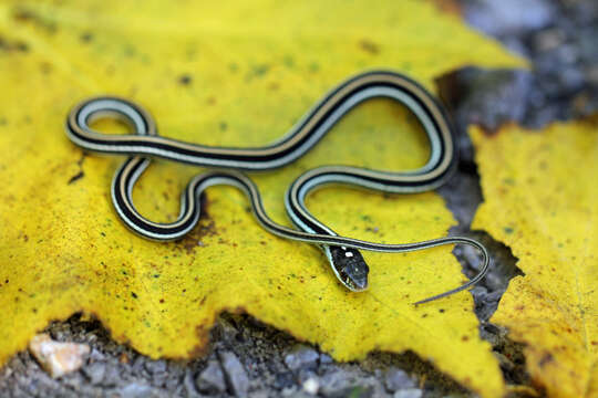 Image of Thamnophis saurita saurita (Linnaeus 1766)