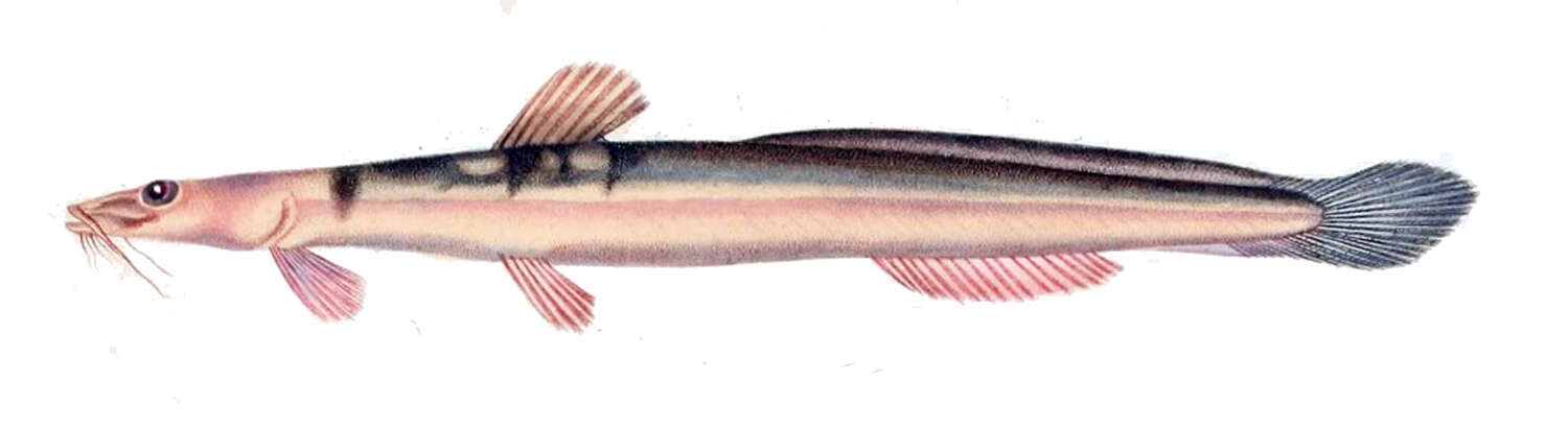 Image of Heptapterus