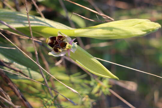 Image of Woodcock bee-orchid