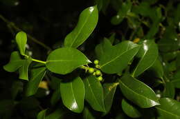 Image of English holly