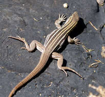 Image of Sonoran Spotted Whiptail