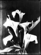 Image of Arum lily