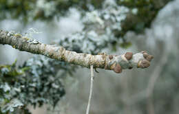 Слика од Fraxinus latifolia Benth.