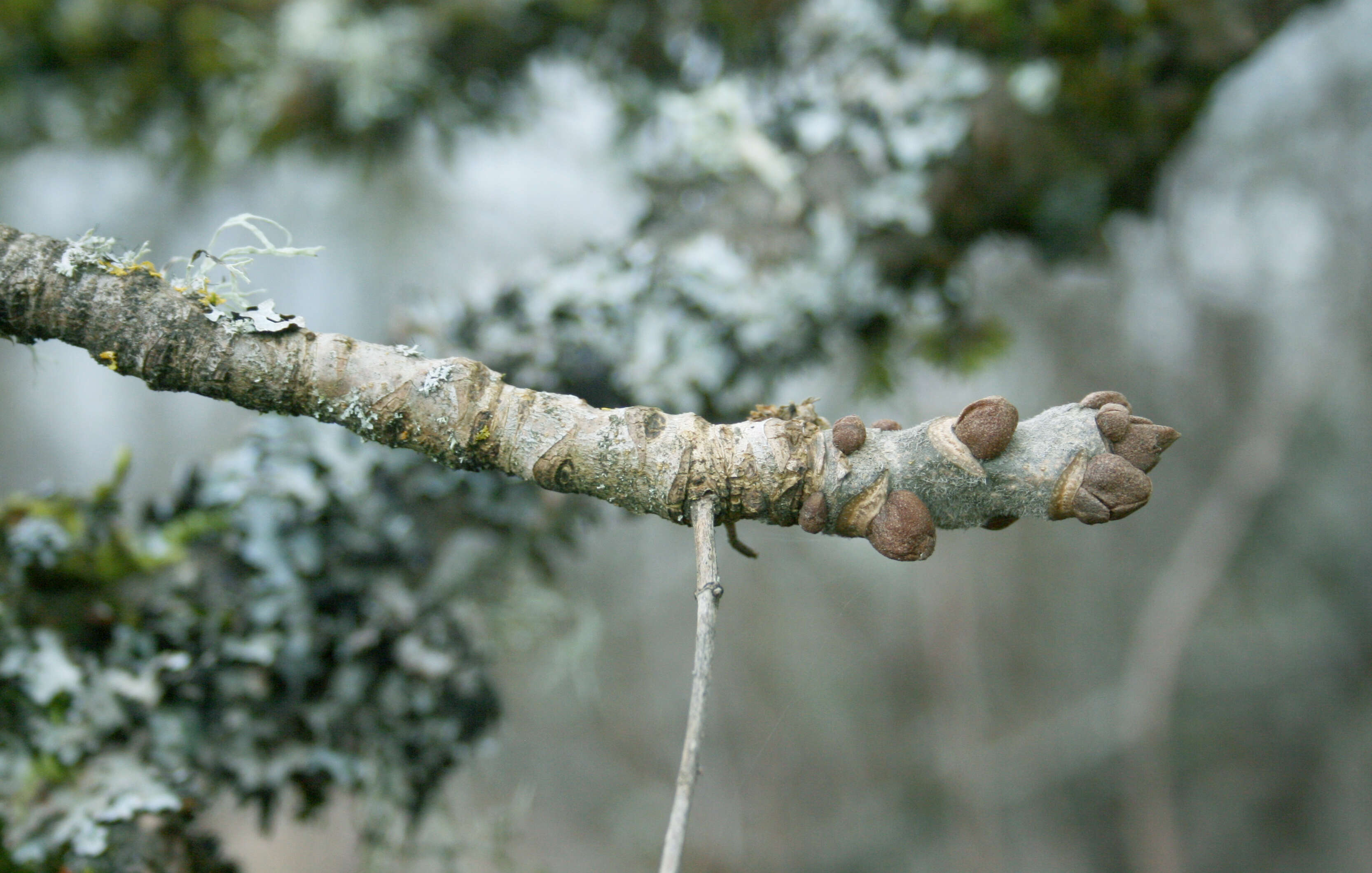 Слика од Fraxinus latifolia Benth.